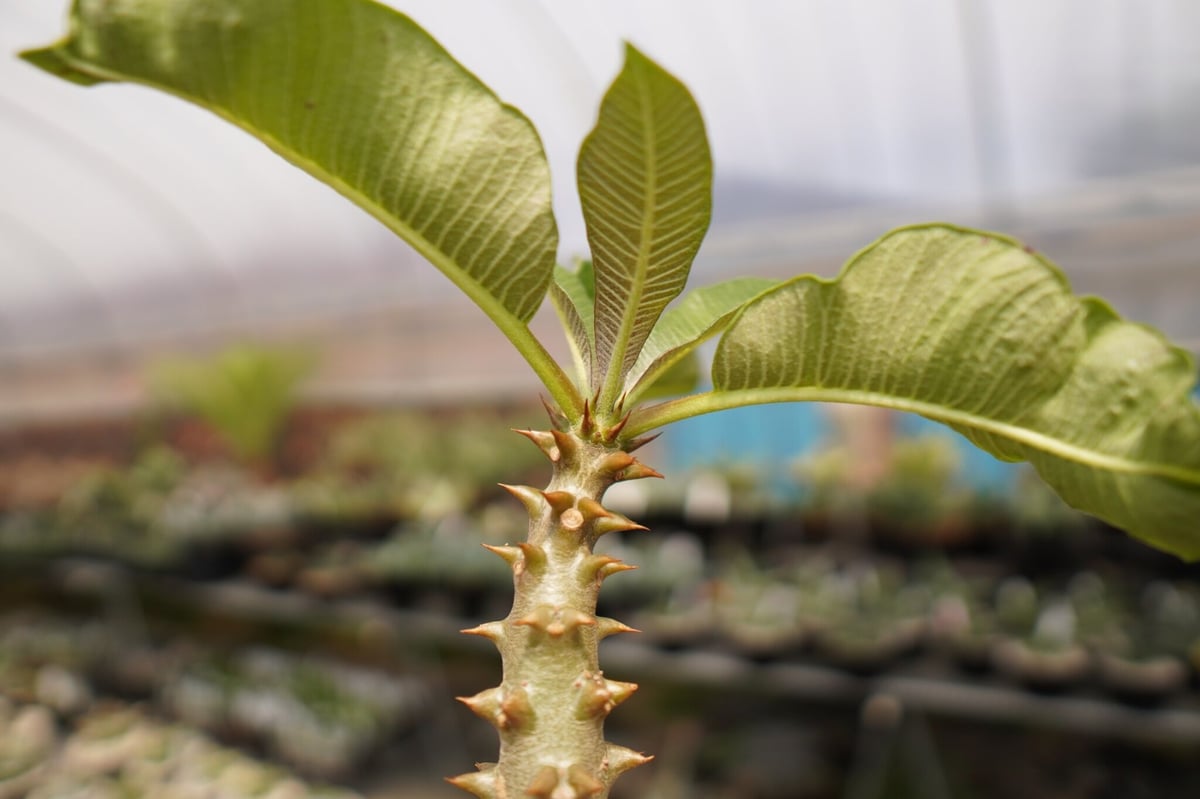 パキポディウム バロニー | mana's farm:塊根植物・アガベ・ドライ