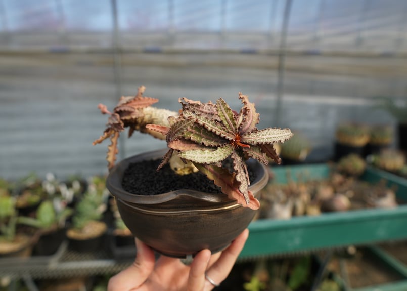 ユーフォルビア フランコイシー Euphorbia francoisii | mana's