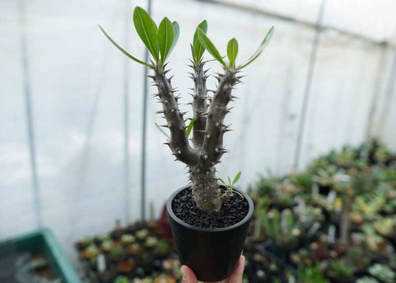 パキポディウム デンシフローラム Pachypodium densiflorum No.6 |