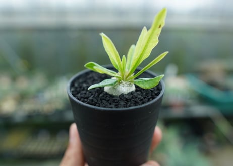 パキポディウム　恵比寿笑い　Pachypodium brevicaule　No.2