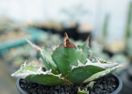アガベ　チタノタ 　Agave titanota　No.1
