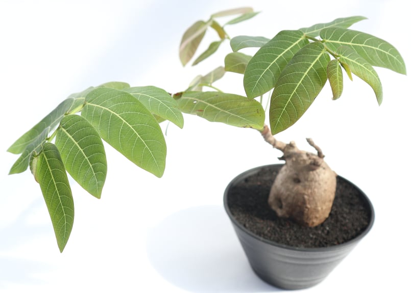 写真更新】【特大】フィランサスミラビリス 塊根植物 観葉植物