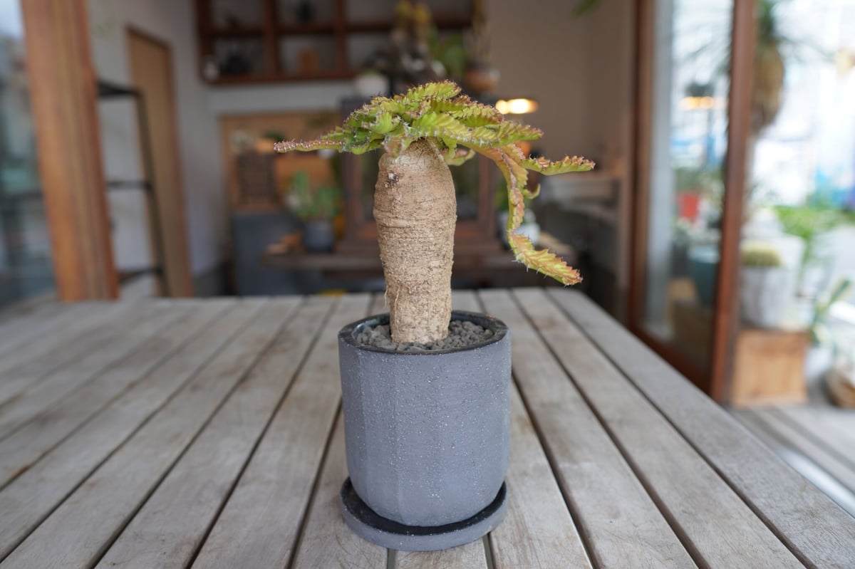 飛竜 Euphorbia stellata | mana's farm:塊根植物・アガベ・ドラ