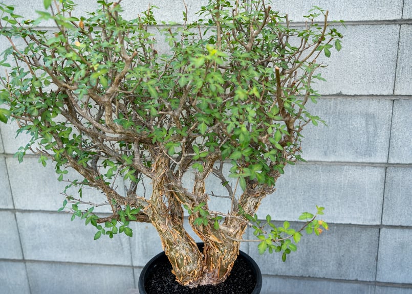 ブルセラ ファガロイデス 希少 実生 (検 オテロイ チタノタ Bursera fagaroides【ブルセラ・ファガロイデス・実生