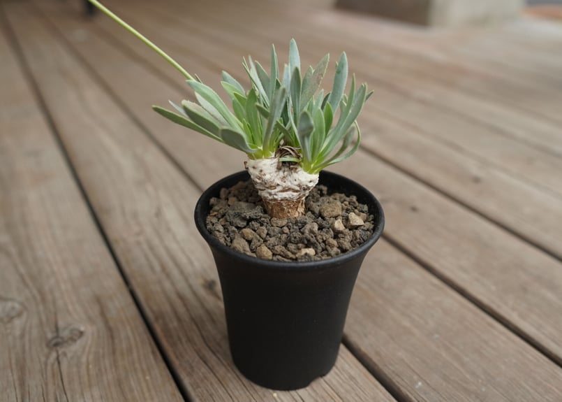 ユーフォルビア　オトンナ　レトロルサ　大株 オトンナレトロルサ | STORES