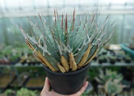 アガベ　ユタエンシス　Agave uthaensis　No.6