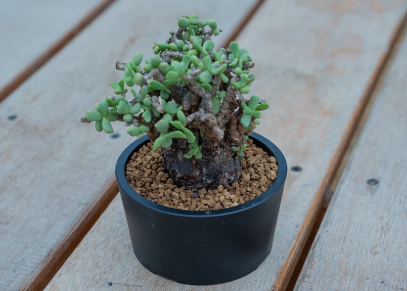 【最終値下げ】ケラリア・ピグマエア ケラリア ピグマエア | mana's farm:塊根植物・アガベ・ドライガーデン