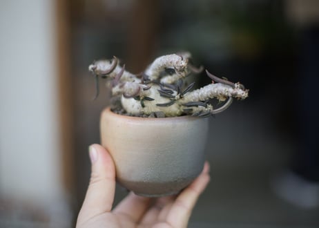 ユーフォルビア キリンドリフォリア Euphorbia cylindrifolia