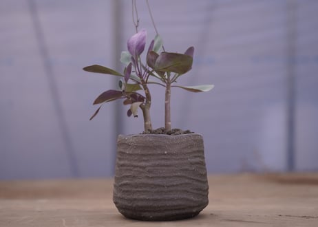 オトンナ　トリプルネルビア Othonna triplinervia