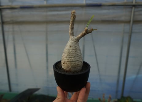 パキポディウム　グラキリス　 Pachypodium Gracilius  No.6