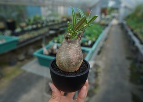 【発根管理中】パキポディウム　グラキリス　 Pachypodium Gracilius  No.6