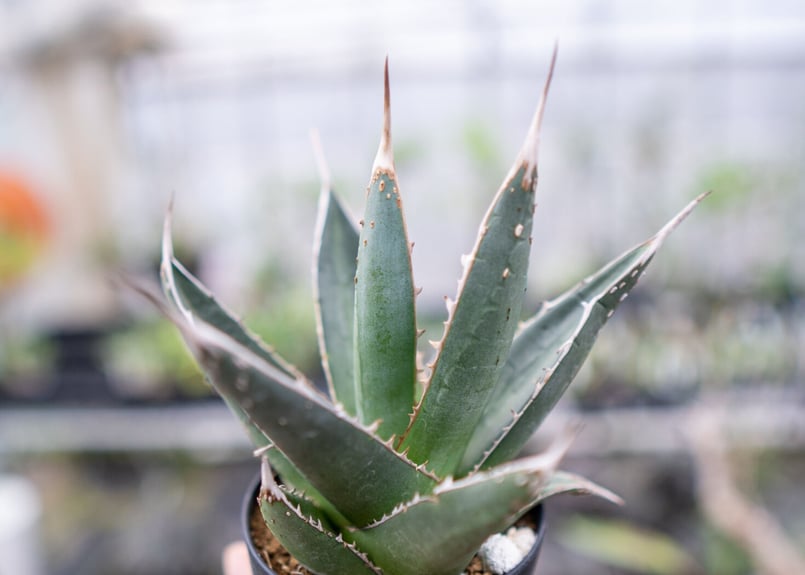 アガベ パープソラム | mana's farm:塊根植物・アガベ・ドライガーデン