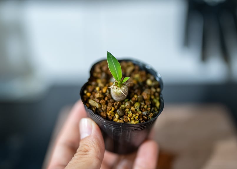 パキポディウム マカイエンセ 沖縄実生 | mana's farm:塊根植物