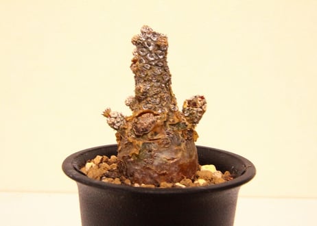 チレコドン　ペアルソニー　Tylecodon pearsonii