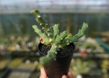 ユーフォルビア クリビコラ　Euphorbia clivicola