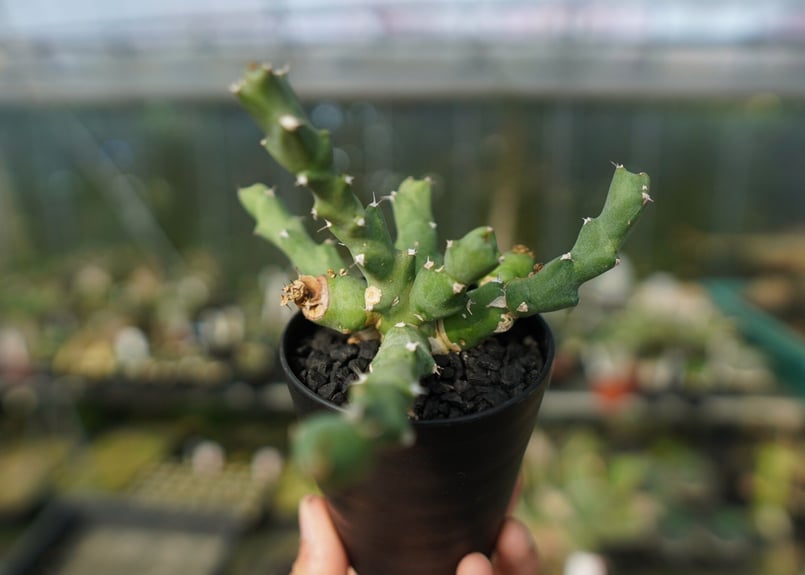 ユーフォルビア クリビコラ Euphorbia clivicola | mana's farm