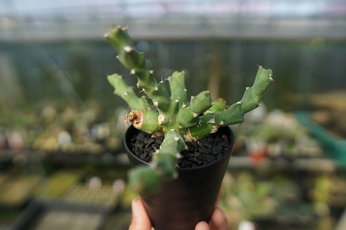 新種【海外実生】ユーフォルビア・エムウィラ/Euphorbia Mwila⑤ 新種