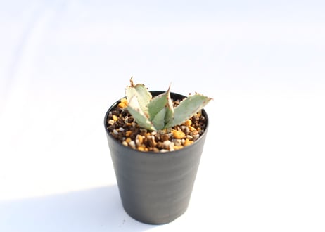 Agave 兜蟹錦 　№６