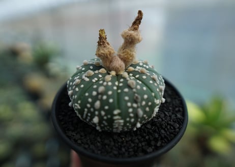 アストロフィツム　スーパー兜 Astrophytum asterias 'Super Kabuto' No.4