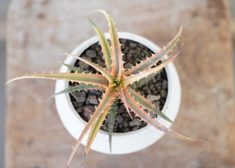 Dyckia Andaman | mana's farm:塊根植物・アガベ・ドライガーデン植物