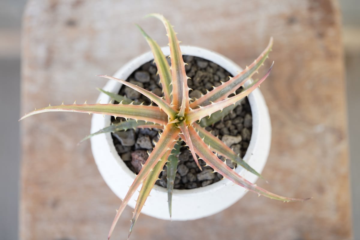 モト アガベ ディッキアなど モト アガベ ディッキアなど Dyckia