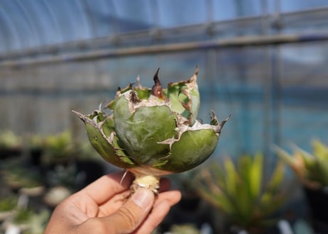 agave　titanota　ブラックアンドブルー　No.13