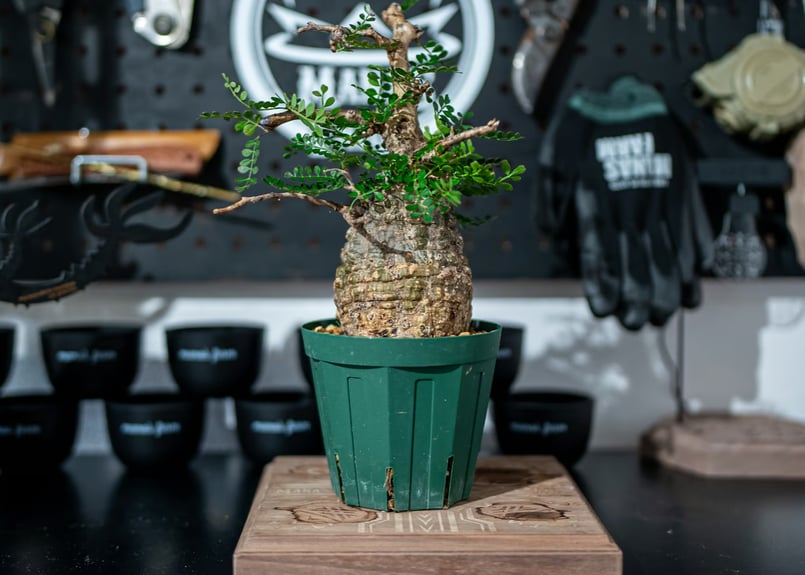 ✨✨✨オペクリカリアデカリー【麗イボ◎】検/パキプス/美株サービス品 オペルクリカリア・パキプス / OPERCULICARYA PACHYPUS – KOMO