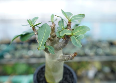 アデニウム　Adenium　No.17