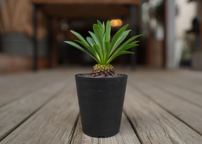 ふうちゃん【鉢のまま発送】鉄甲丸 美株 鉄甲丸 Euphorbia bupleurifolia | mana's farm:塊根植物・