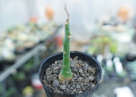 アデニア　グラウカ　Adenia Glauca　No.3