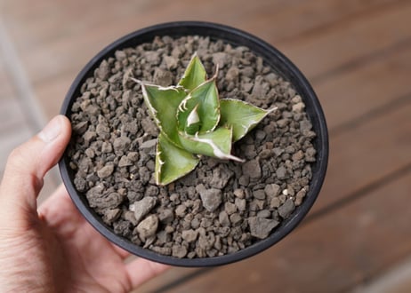 Agave Sowing seeds NO.1
