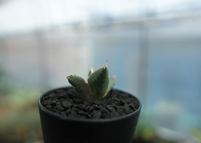 アガベ　Agave 狼人　狼人系　実生 アガベ チタノタ 狼人 1 | STELLA.PLANTS