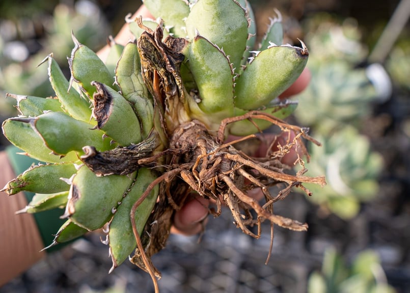 Agave titanota filigree No.2 | mana's farm:塊根植物