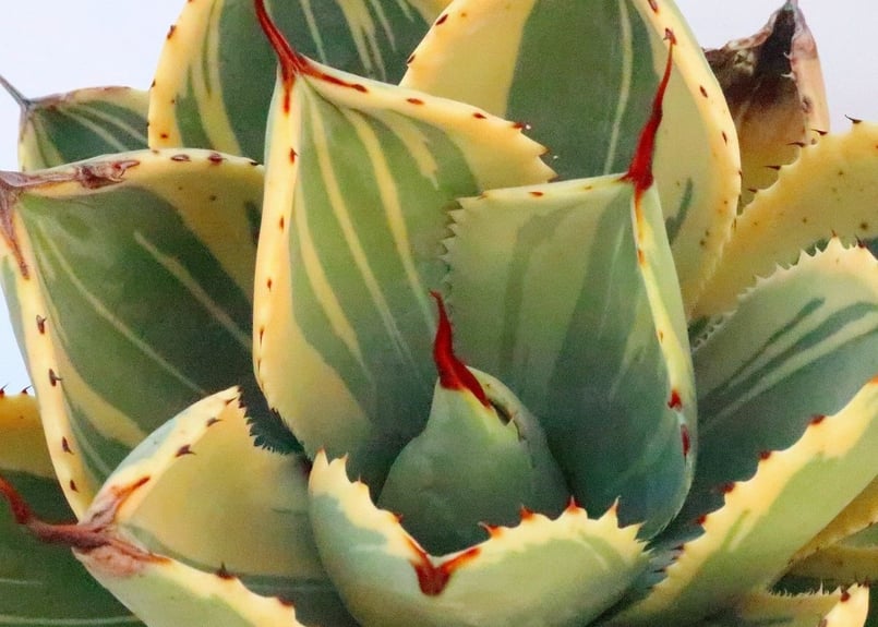 アガベ ライムストリーク | mana's farm:塊根植物・アガベ・ドライ