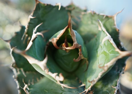 アガベ　チタノタ　白鯨　Agave titanota White whale　No.2