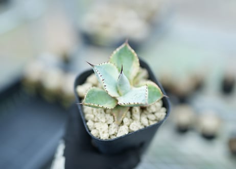 CATEGORY アガベ | mana's farm:塊根植物・アガベ・ドライガーデン植物