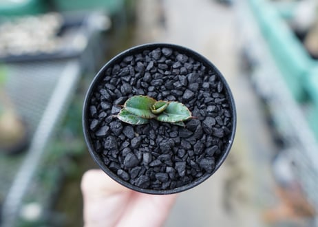 アガベ　チタノタ　 ブラックアンドブルー 　Agave titanota black and blue　No.15