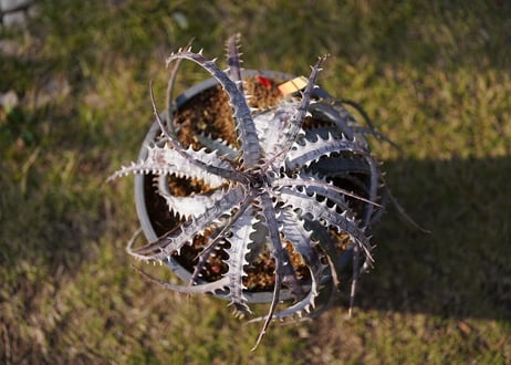 Dyckia goehringii var.lemei New form