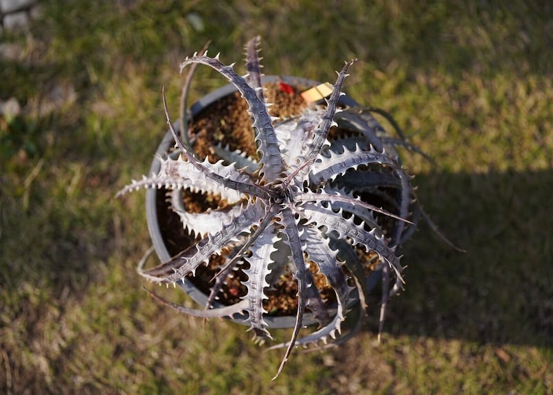 Dyckia 'goehringii' ver.lemei ディッキア　発根済み ディッキア ゴエリンギー Dyckia goehringi new form (ver lemei
