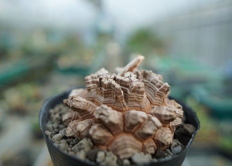 【長谷川園芸産】亀甲竜　Dioscorea elephantipes　No.6