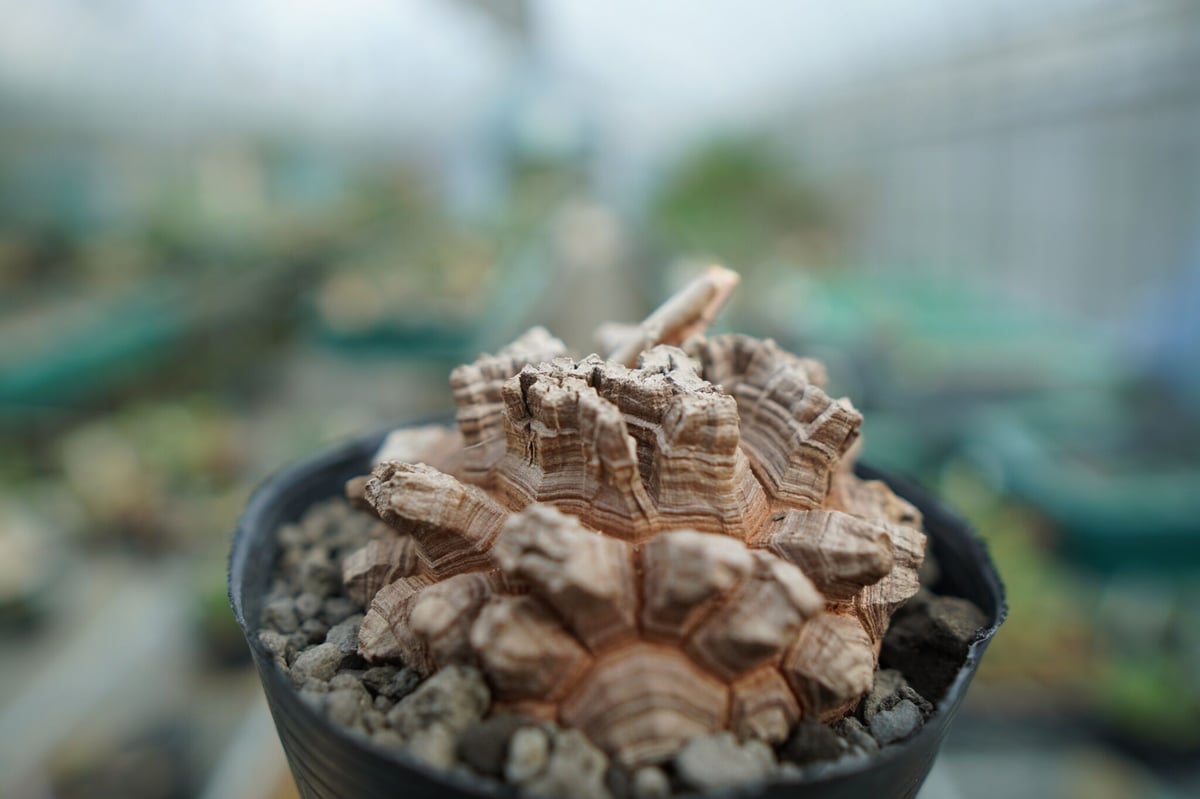 長谷川園芸産】亀甲竜 Dioscorea elephantipes No.6 | mana' 長谷川園芸産】亀甲竜 Dioscorea elephantipes No.6 | mana'