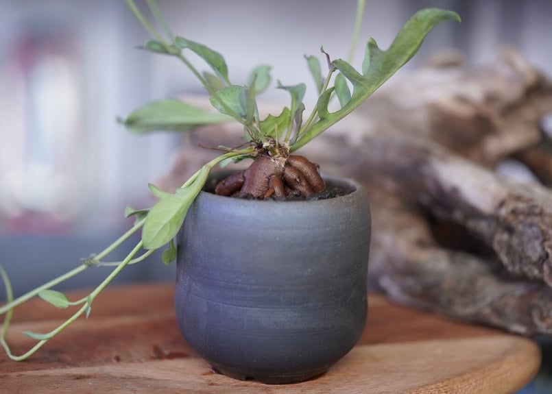 Othonna perfoliata | mana's green:塊根植物販売|マナズグリーン Othonna perfoliata | mana's green:塊根植物販売|マナズグリーン