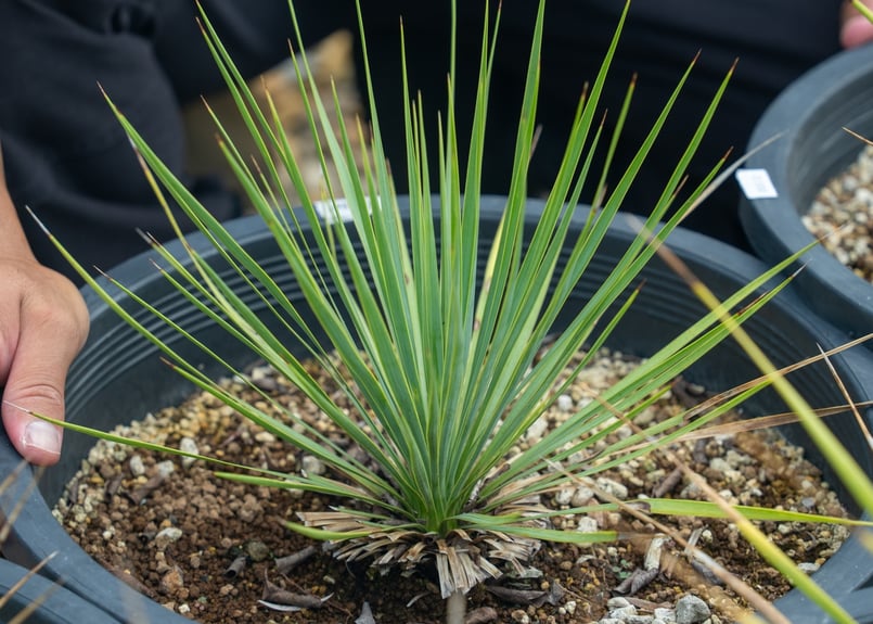 ユッカ ロストラータ 太株 (に) ユッカ ロストラータ Yucca rostrata ②太株