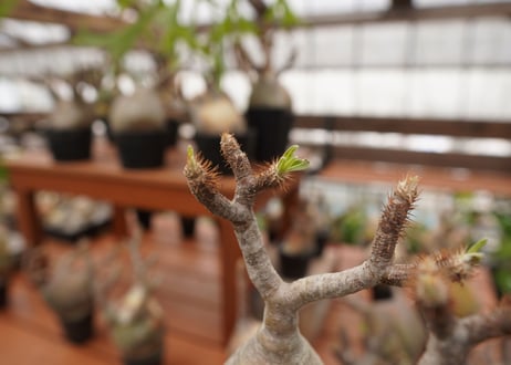 パキポディウム　グラキリス　Pachypodium gracilius　抜き苗　№108