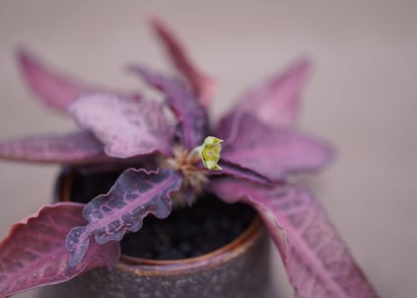 ユーフォルビア　フランコイシー　Euphorbia francoisii