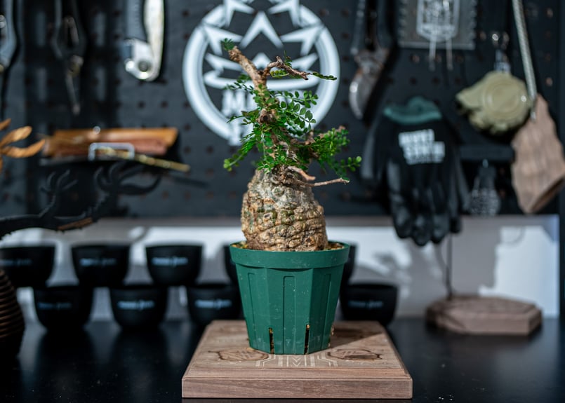 オペルクリカリア パキプス Operculicarya pachypus No.1 | man