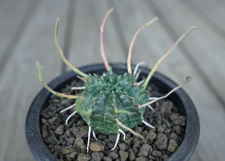 ユーフォルビア　バリダ　Euphorbia valida　NO.2