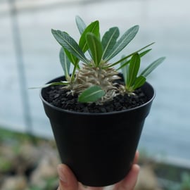 マカイエンセ塊根植物 黒鉢 マカイエンセ塊根植物 黒鉢 マカイエンセ塊根植物 黒鉢