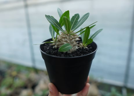 パキポディウム　恵比寿大黒　Pachypodium Densicaule　No.4
