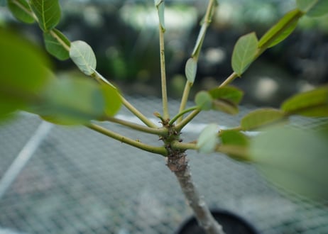 フィランサス　ミラビリス　Phyllanthus mirabilis
